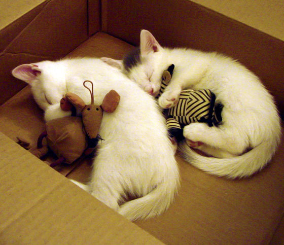 乐鱼app下载-美国队在国际乒联混合团体世界杯中的全面表现回顾,美国乒乓球世锦赛